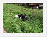 Hunde225 * 1288 x 966 * (475KB)