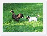 Hunde249 * 1288 x 966 * (384KB)