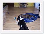 Hunde262 * 1288 x 966 * (189KB)