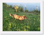 Hunde269 * 1288 x 966 * (381KB)