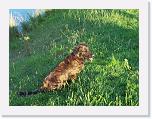 Hunde270 * 1288 x 966 * (433KB)