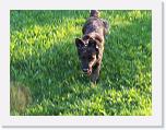 Hunde271 * 1288 x 966 * (216KB)