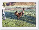 Hunde375 * 1288 x 966 * (314KB)