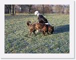 Hunde400 * 1288 x 966 * (489KB)