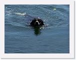 Hunde045 * 1288 x 966 * (202KB)