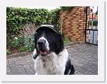 Hunde075 * 1288 x 966 * (229KB)