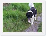 Hunde086 * 1288 x 966 * (250KB)