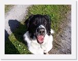Hunde128 * 1288 x 966 * (266KB)