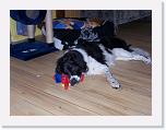 Hunde140 * 2576 x 1932 * (769KB)