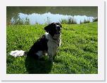 Hunde156 * 1288 x 966 * (390KB)