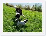 Hunde174 * 1288 x 966 * (476KB)