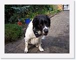 Hunde214 * 1288 x 966 * (295KB)