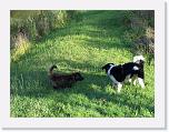 Hunde252 * 1288 x 966 * (429KB)