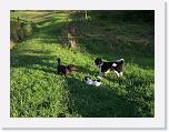 Hunde253 * 1288 x 966 * (417KB)