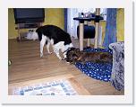 Hunde257 * 1288 x 966 * (200KB)