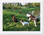 Hunde273 * 1288 x 966 * (460KB)