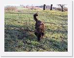 Hunde384 * 1288 x 966 * (424KB)